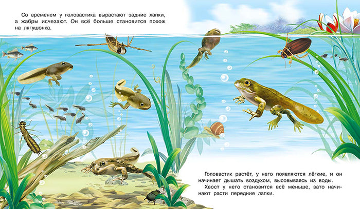 Как появляется лягушка