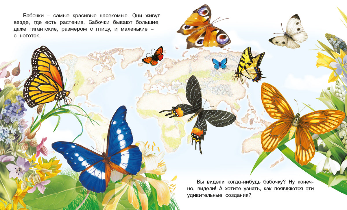 Как появляется бабочка