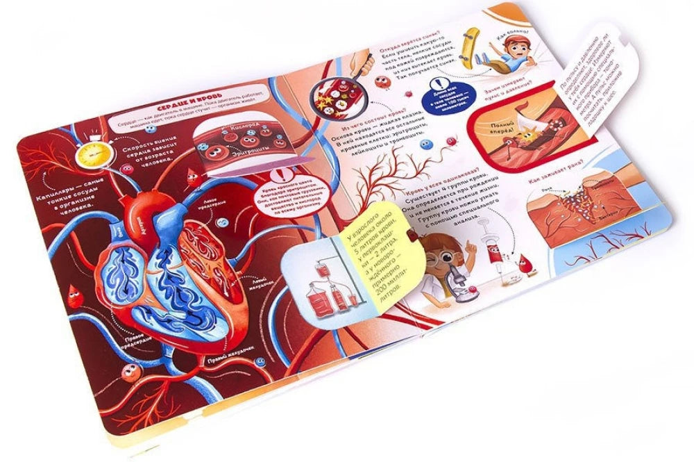 Как устроен человек? Книжка с окошками null - 2