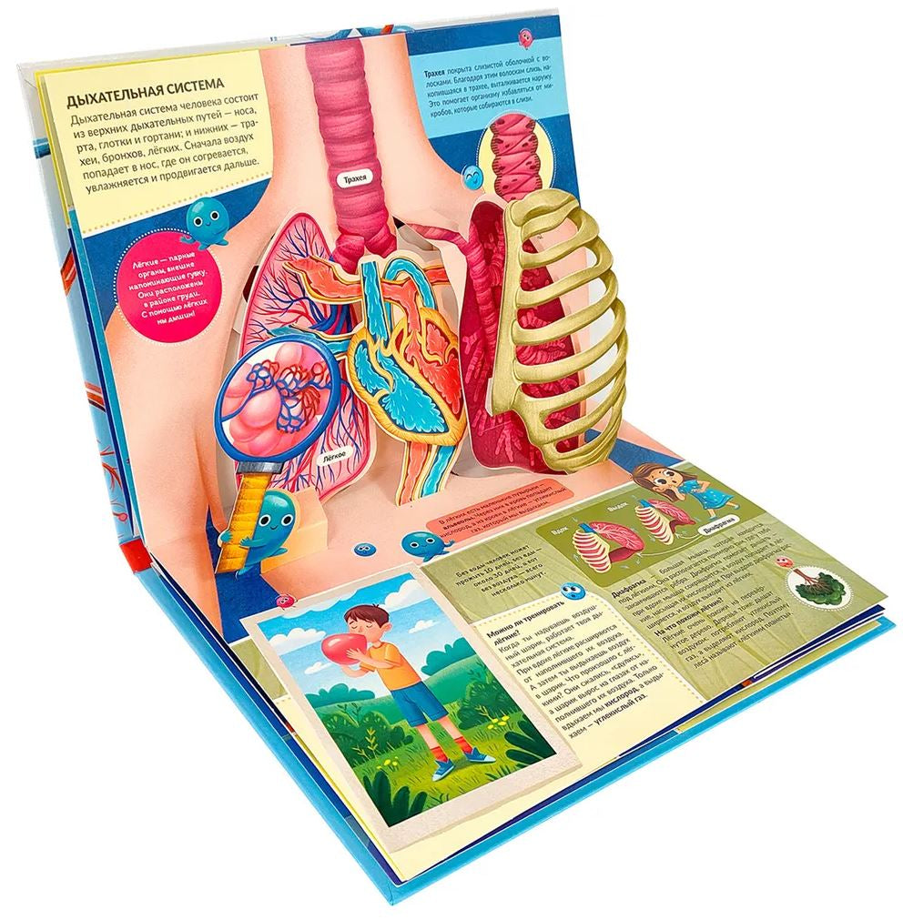 Анатомия. Книжка-панорамка 978-5-00-134554-1,978-5-00230-116-4 - 1