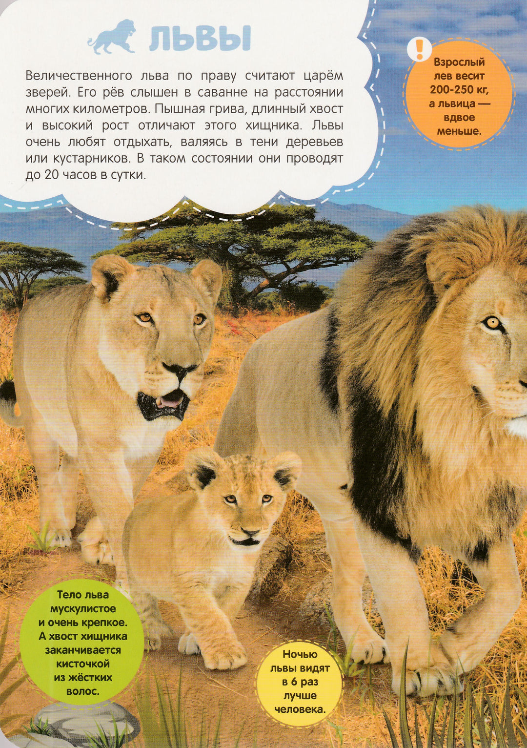 Саванна. Книжка с окошками