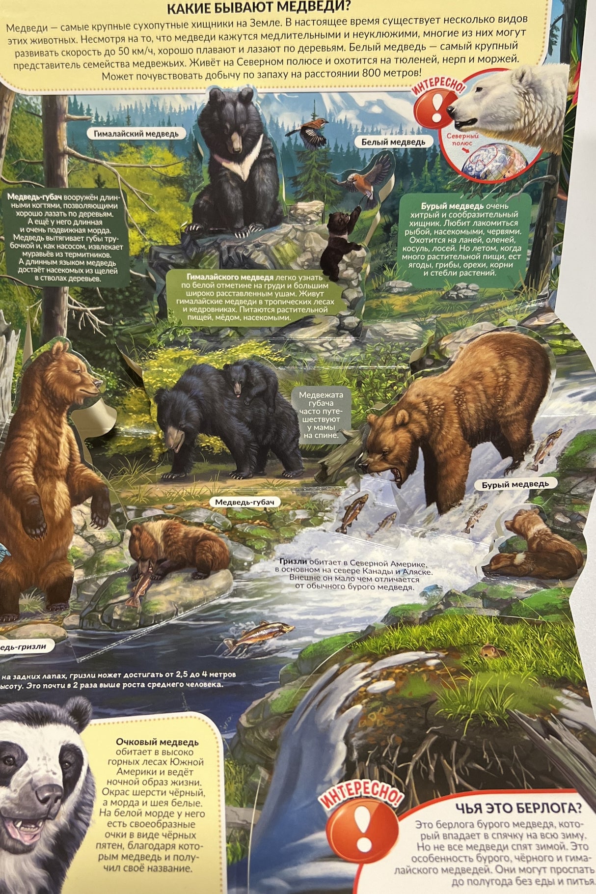 POP UP энциклопедия. Хищники книжка-панорамка 9785001347262