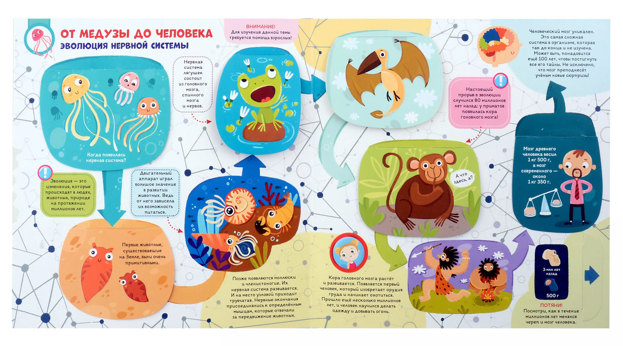 Интерактивная энциклопедия. Мозг от 01.06.2023 9785001347460