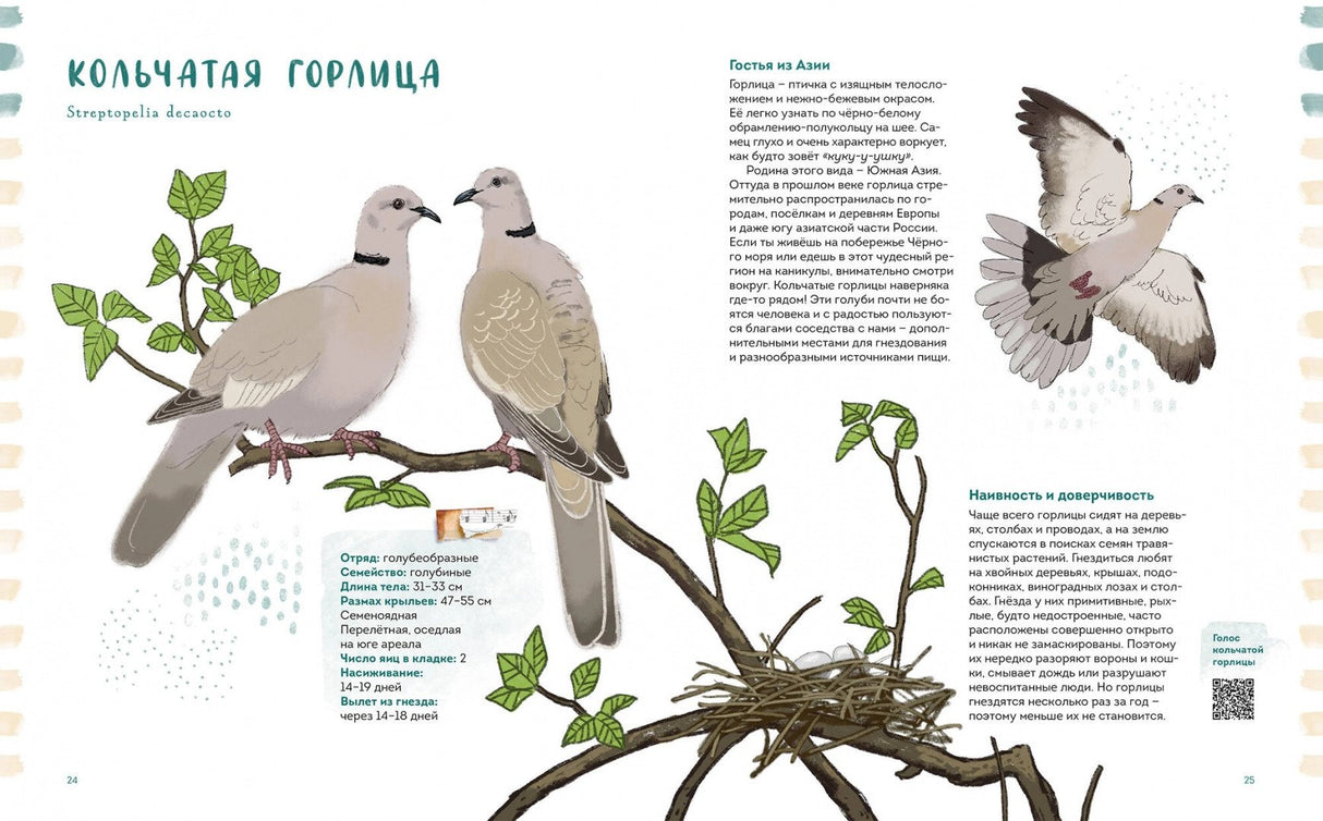 Птицы в деревне. Где найти и как узнать 978-5-00214-093-0 - 1