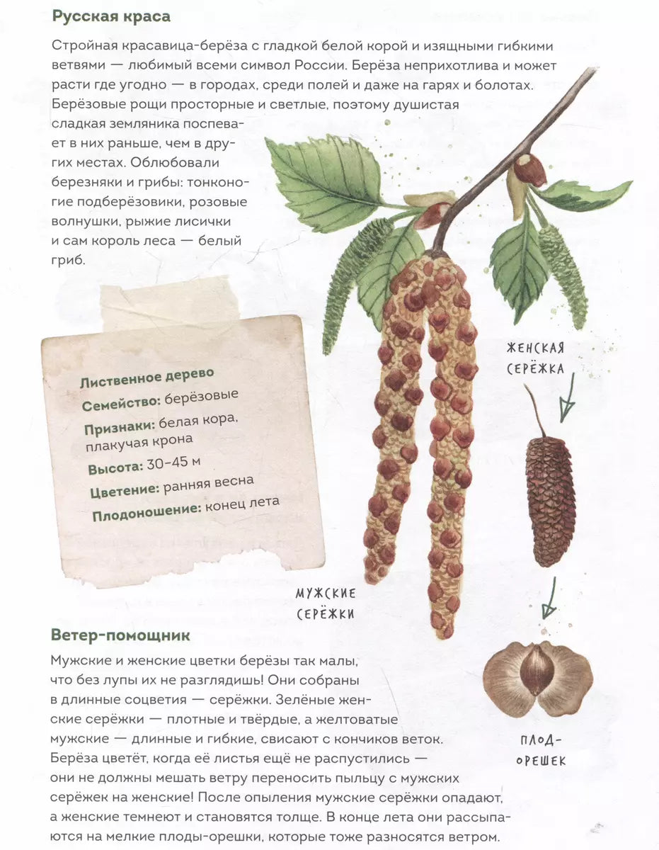 Мой гербарий. Листья деревьев null - 4