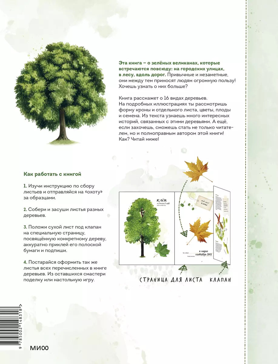 Мой гербарий. Листья деревьев null - 2