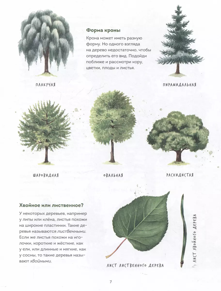 Мой гербарий. Листья деревьев null - 3