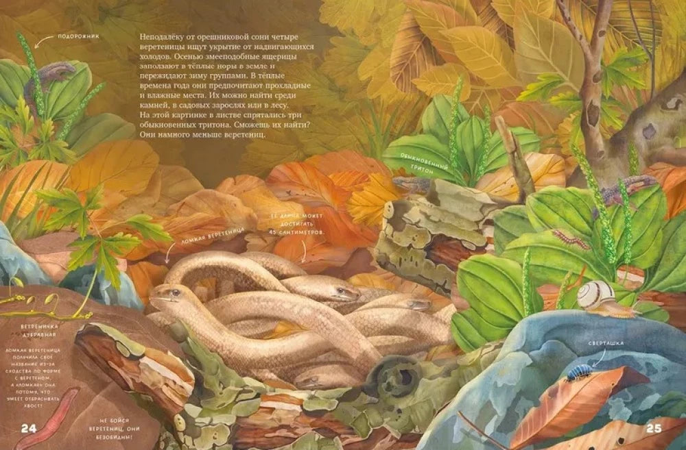 Удивительные энциклопедии. Секреты осеннего леса. Визуальная энциклопедия 9785002520701