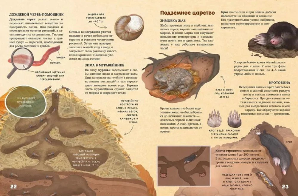 Удивительные энциклопедии. Секреты осеннего леса. Визуальная энциклопедия 9785002520701