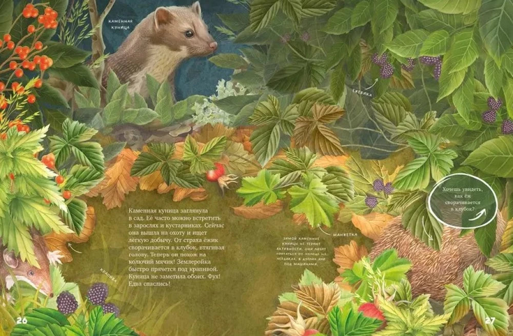 Удивительные энциклопедии. Секреты осеннего леса. Визуальная энциклопедия null - 5