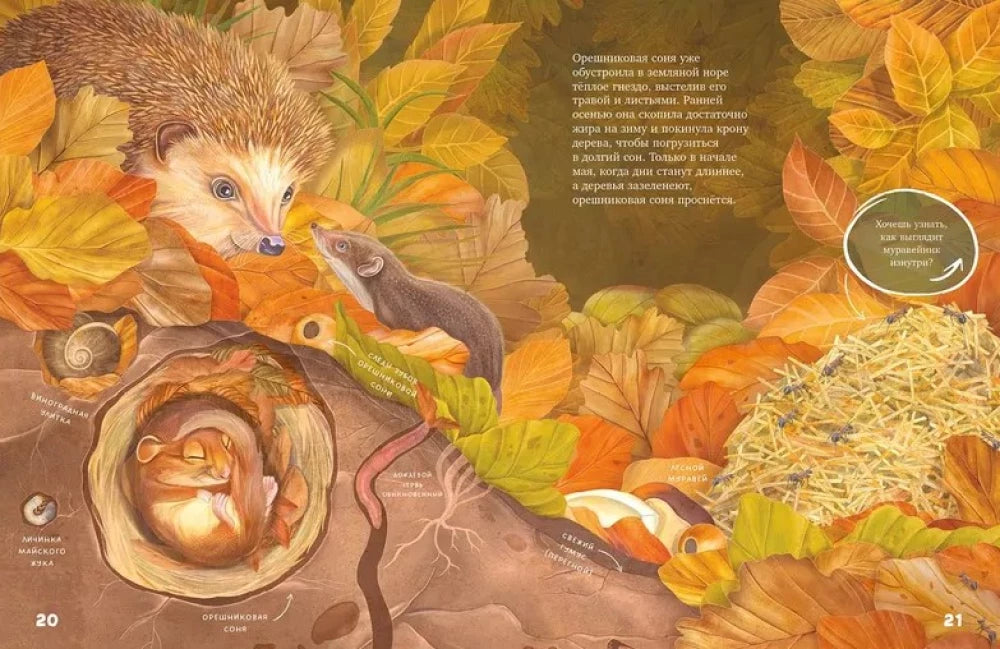 Удивительные энциклопедии. Секреты осеннего леса. Визуальная энциклопедия null - 3