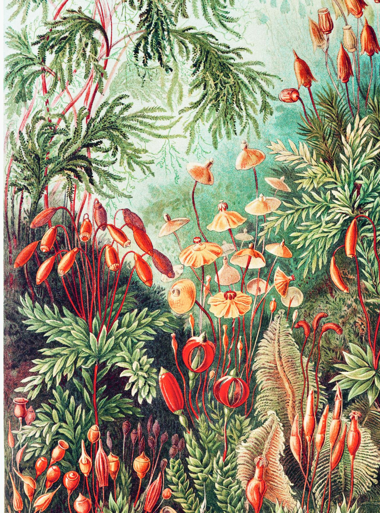 Профессия — Научный иллюстратор. Руководство по иллюстрации в биологии, археологии и палеоарте 9785041790875