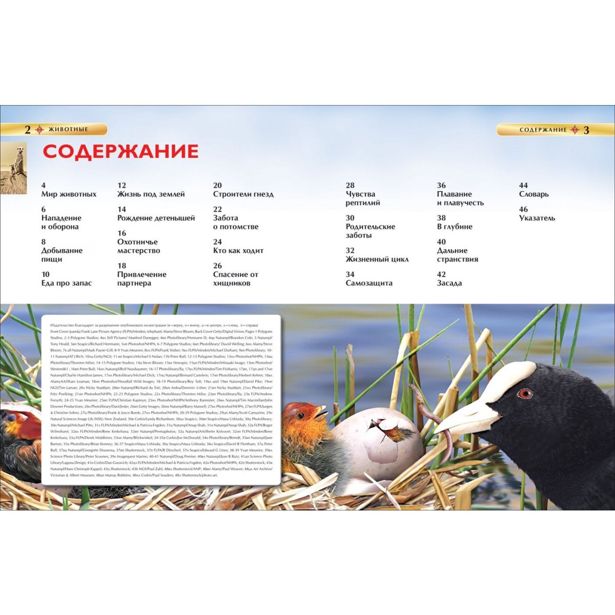 Животные. Детская энциклопедия