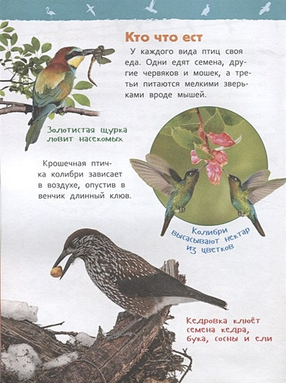 Птицы 978-5-353-09340-4 - 3