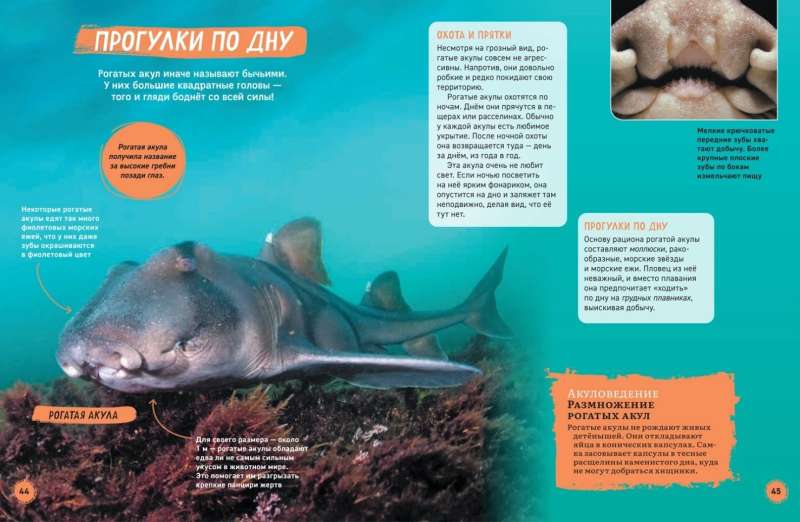 Акулы. Иллюстрированная энциклопедия 9785353106333