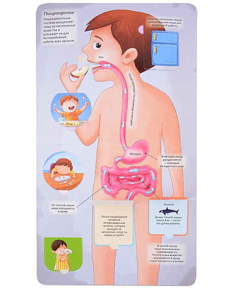 Тело человека. Энциклопедия с окошками 978-5-353-10674-6 - 0