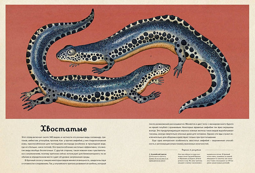 Анималиум 978-5-389-07499-6 - 11