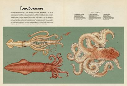 Анималиум 978-5-389-07499-6 - 0