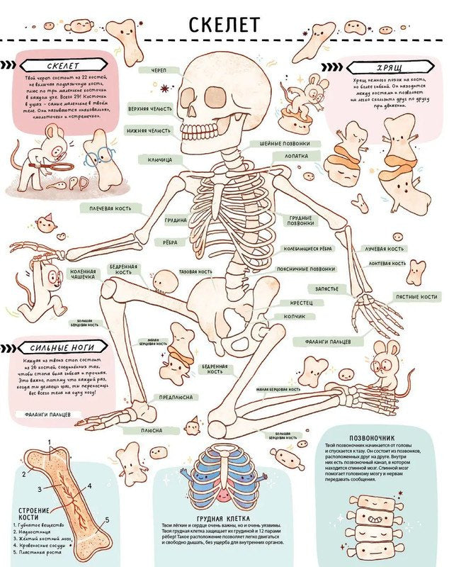 Книга с секретами. Секреты тела человека 9785436609294