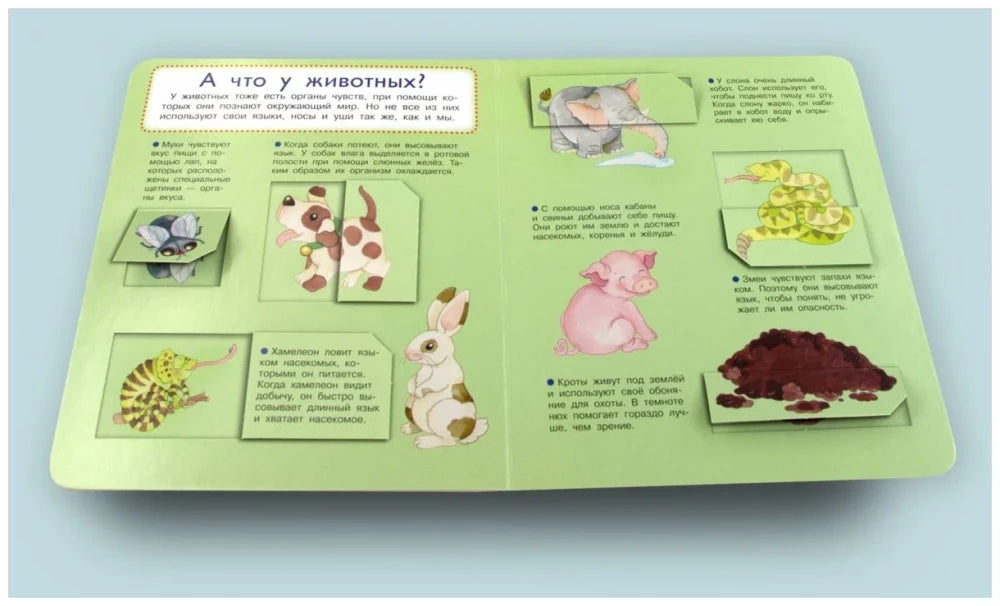 Что? Почему? Зачем? Наши органы чувств (36 окошек) null - 1