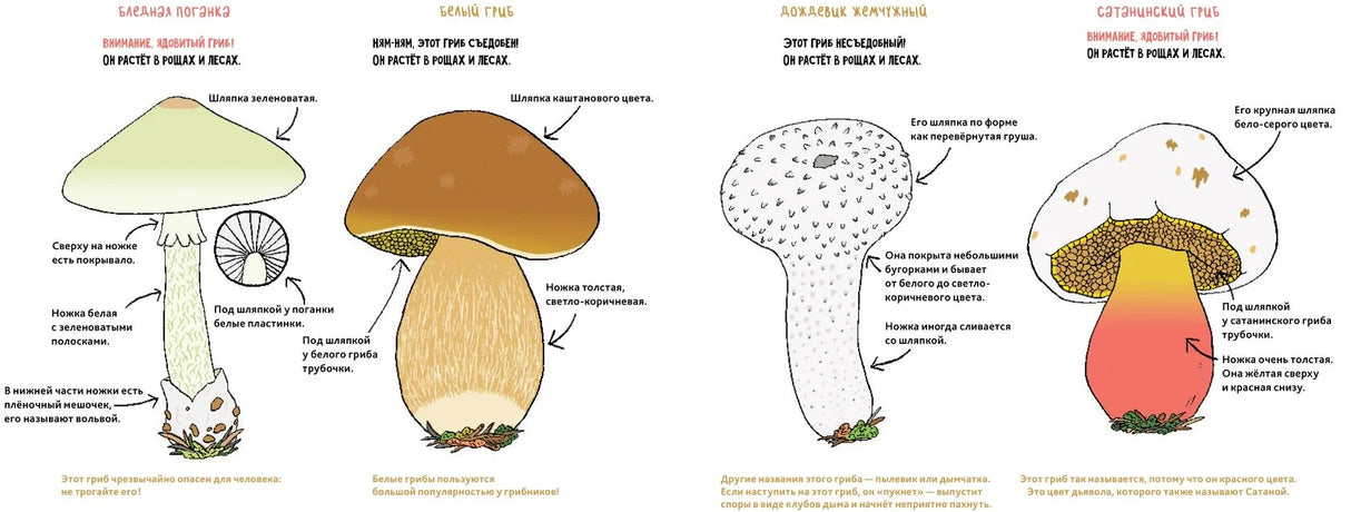 Грибы 9785604942772