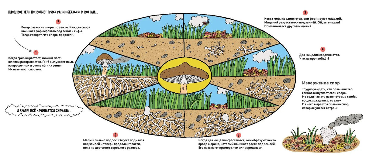 Грибы 978-5-6049427-7-2 - 2