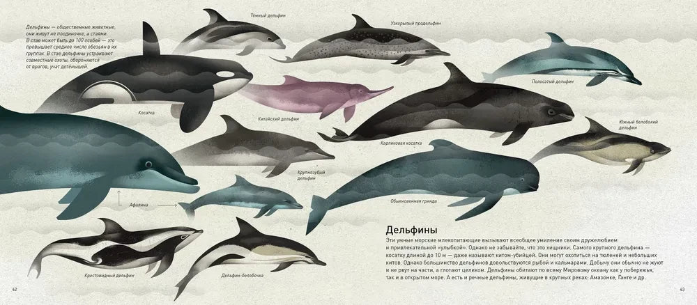 Мир морей 9785605283508