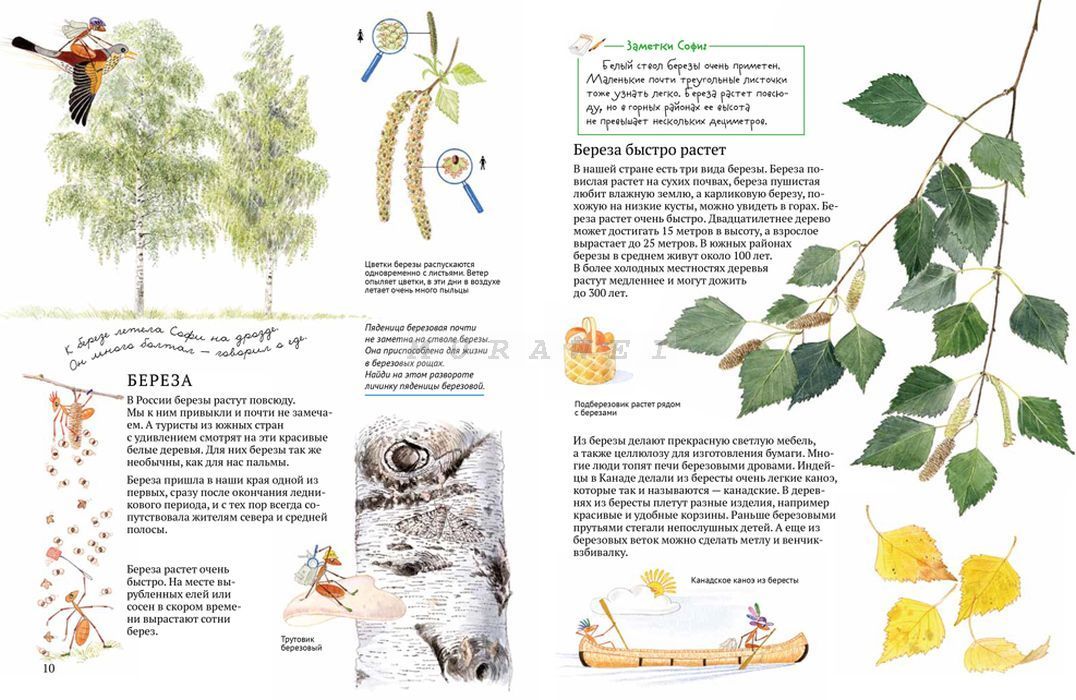 Софи в мире деревьев 9785906640321