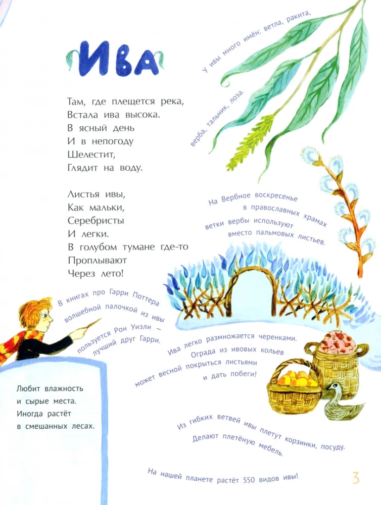 Деревья наших лесов null - 2