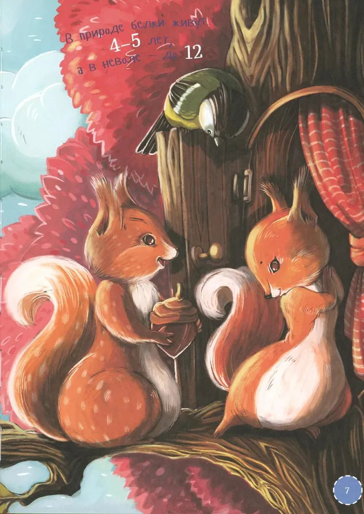 Я белка null - 5