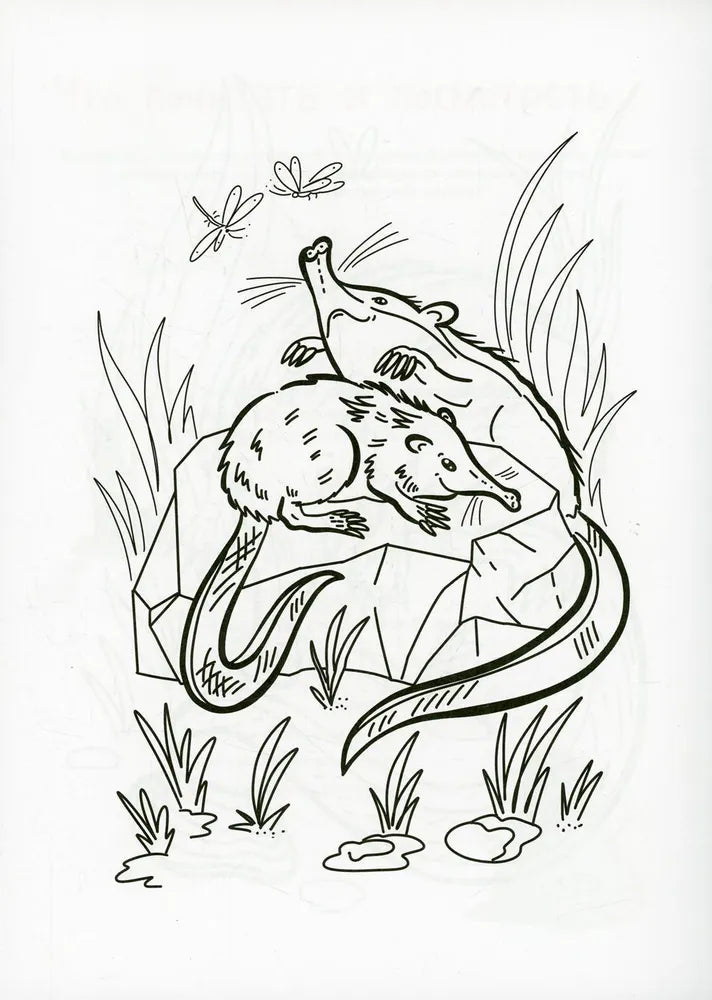 Я выхухоль null - 4