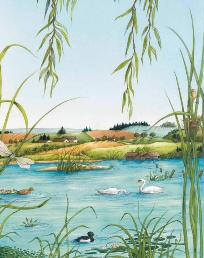 Животные и растения рек, озер и морей. BIObook А. Толмачева ISBN 9785001166580