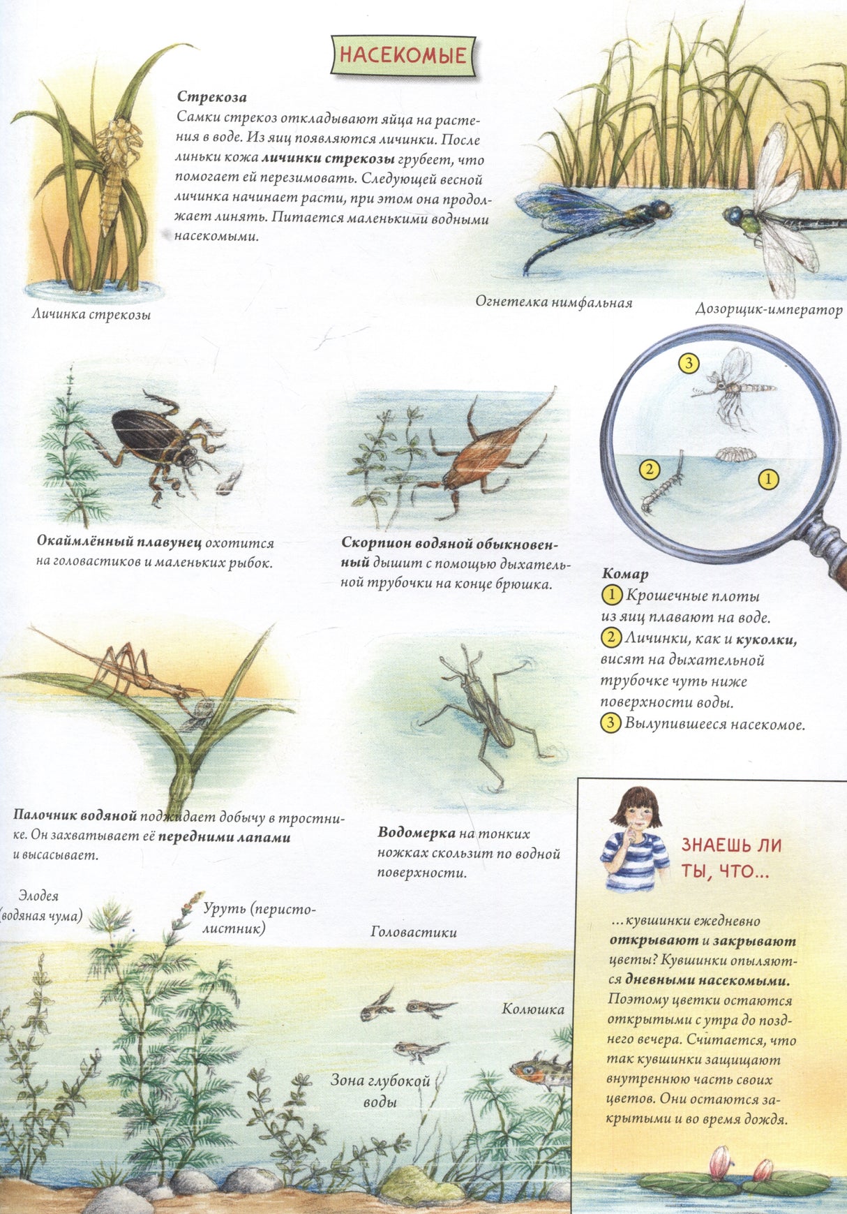 Животные и растения рек, озер и морей. BIObook А. Толмачева ISBN 9785001166580