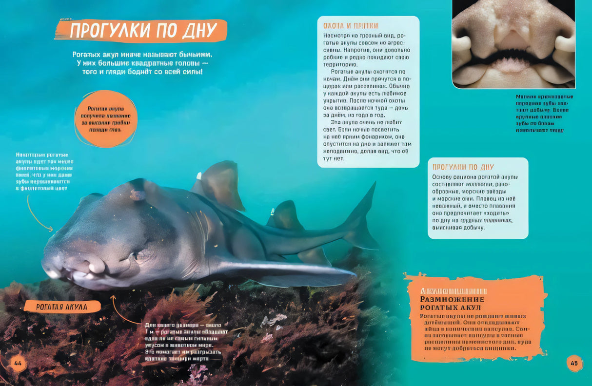 Акулы. Иллюстрированная энциклопедия 9785353106333