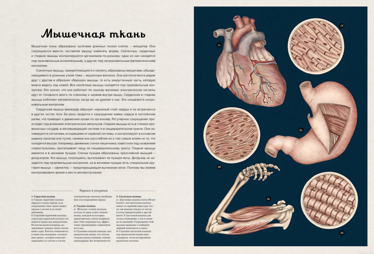 Мышечная ткань человека - иллюстрация из книги Анатомикум