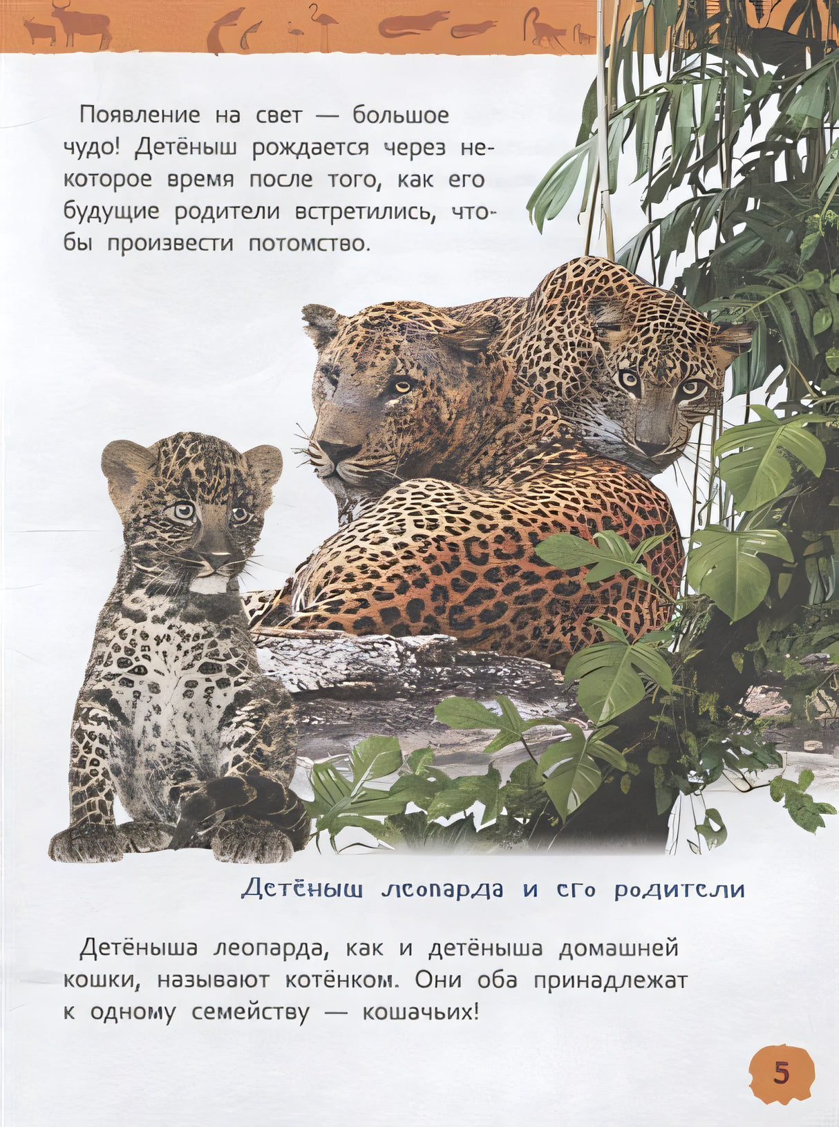 Детеныши животных 978-5-353-09339-8 - 4