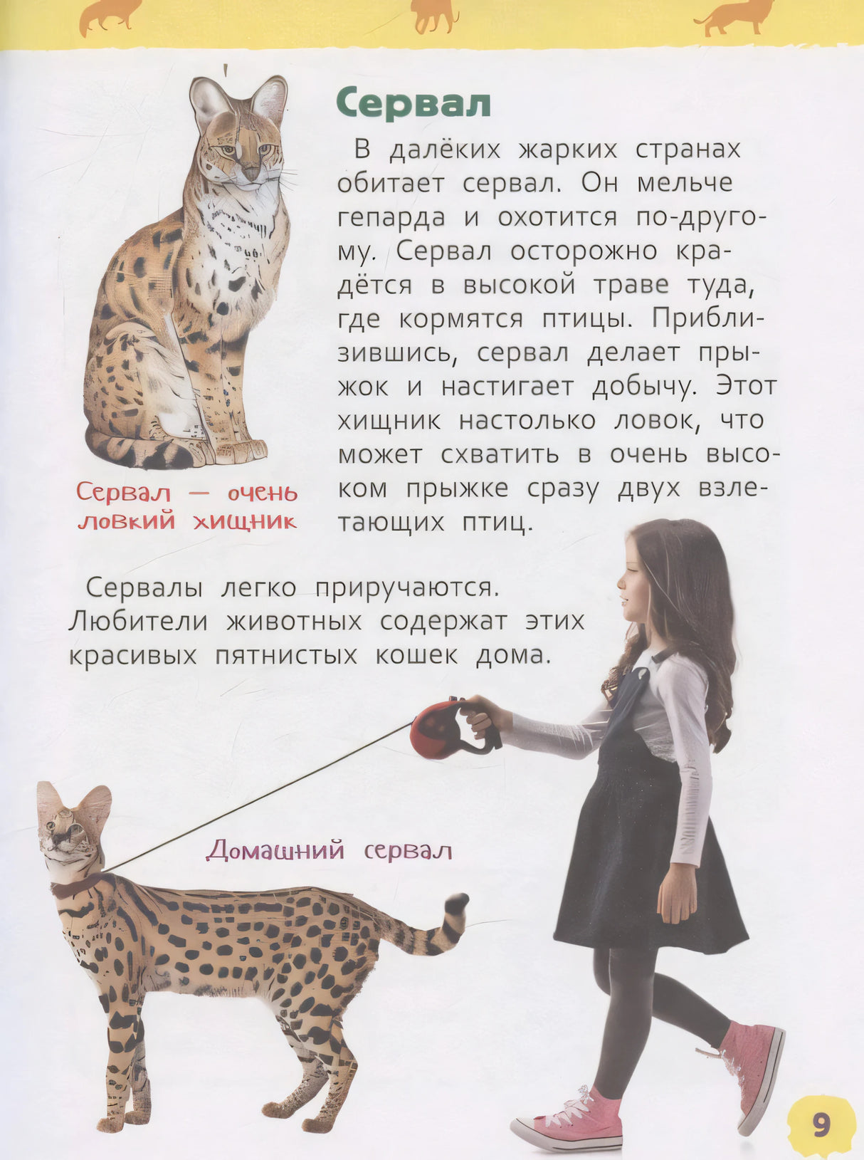 Страница про сервала с иллюстрацией и фото девочки с домашним сервалом