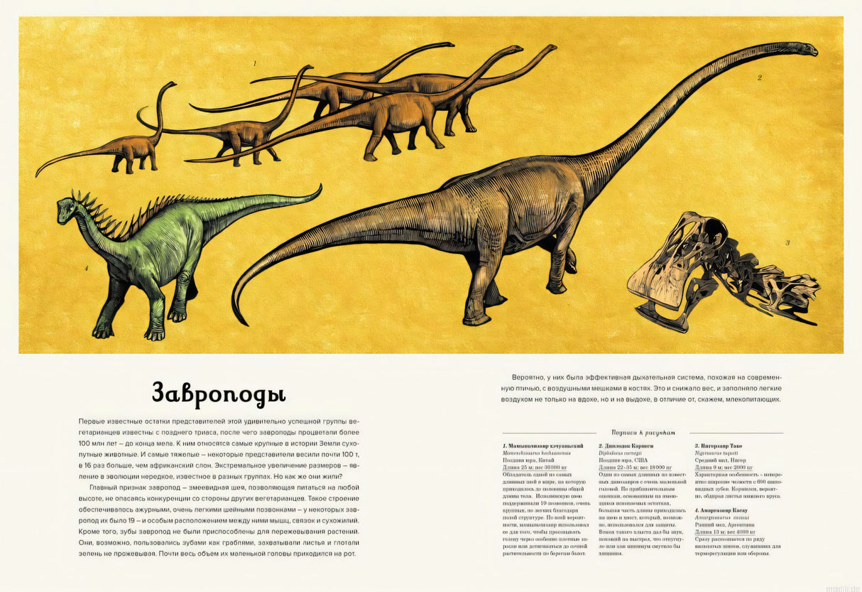 Завроподы - иллюстрация из книги "Динозавриум"