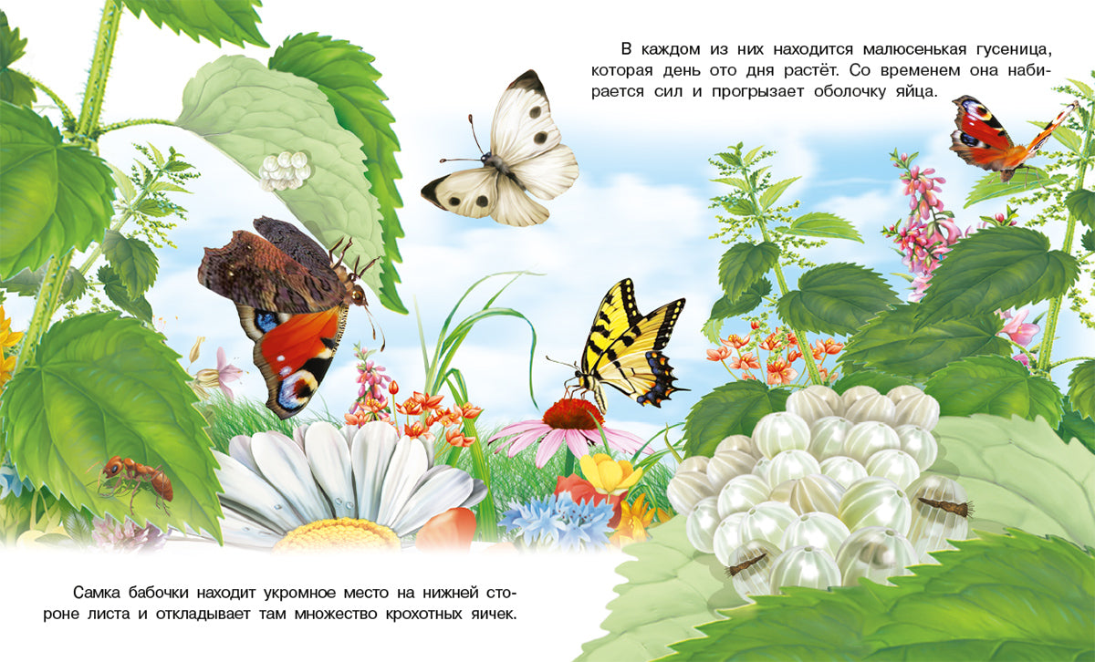 Как появляется бабочка
