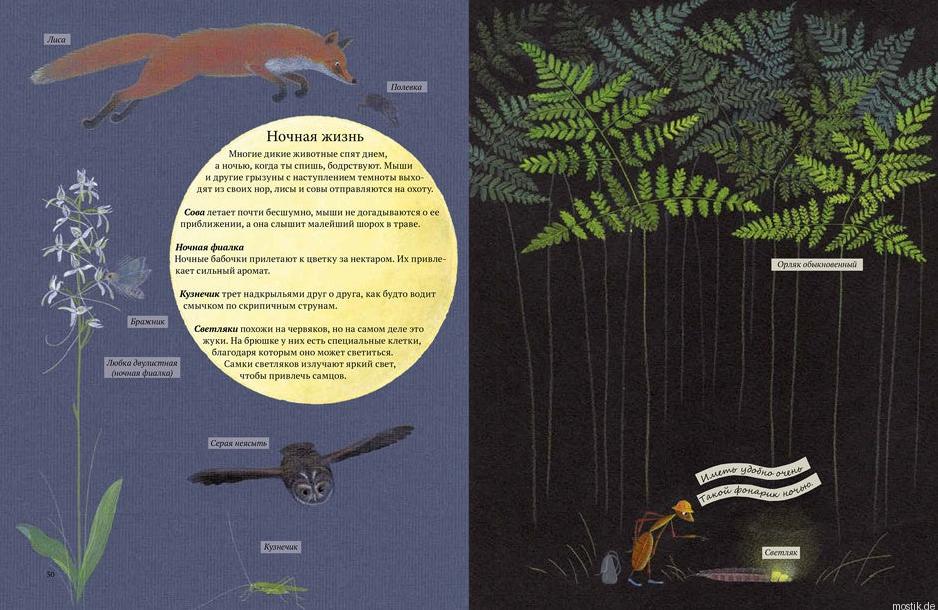 Разворот книги "Экспедиция Софи" с иллюстрациями ночной жизни леса.
