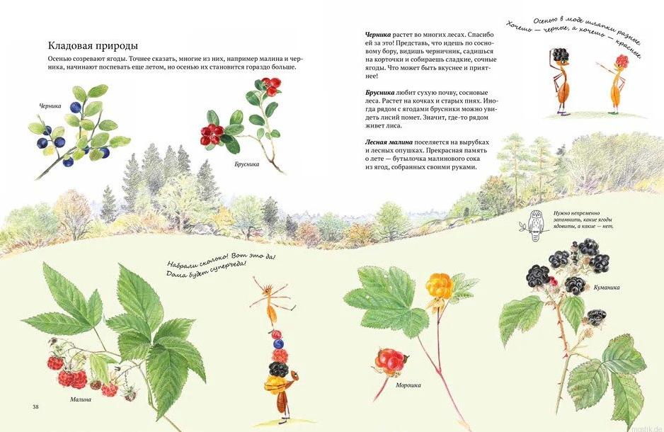 Разворот книги "Экспедиция Софи". Иллюстрации ягод: черника, брусника, морошка, ежевика.