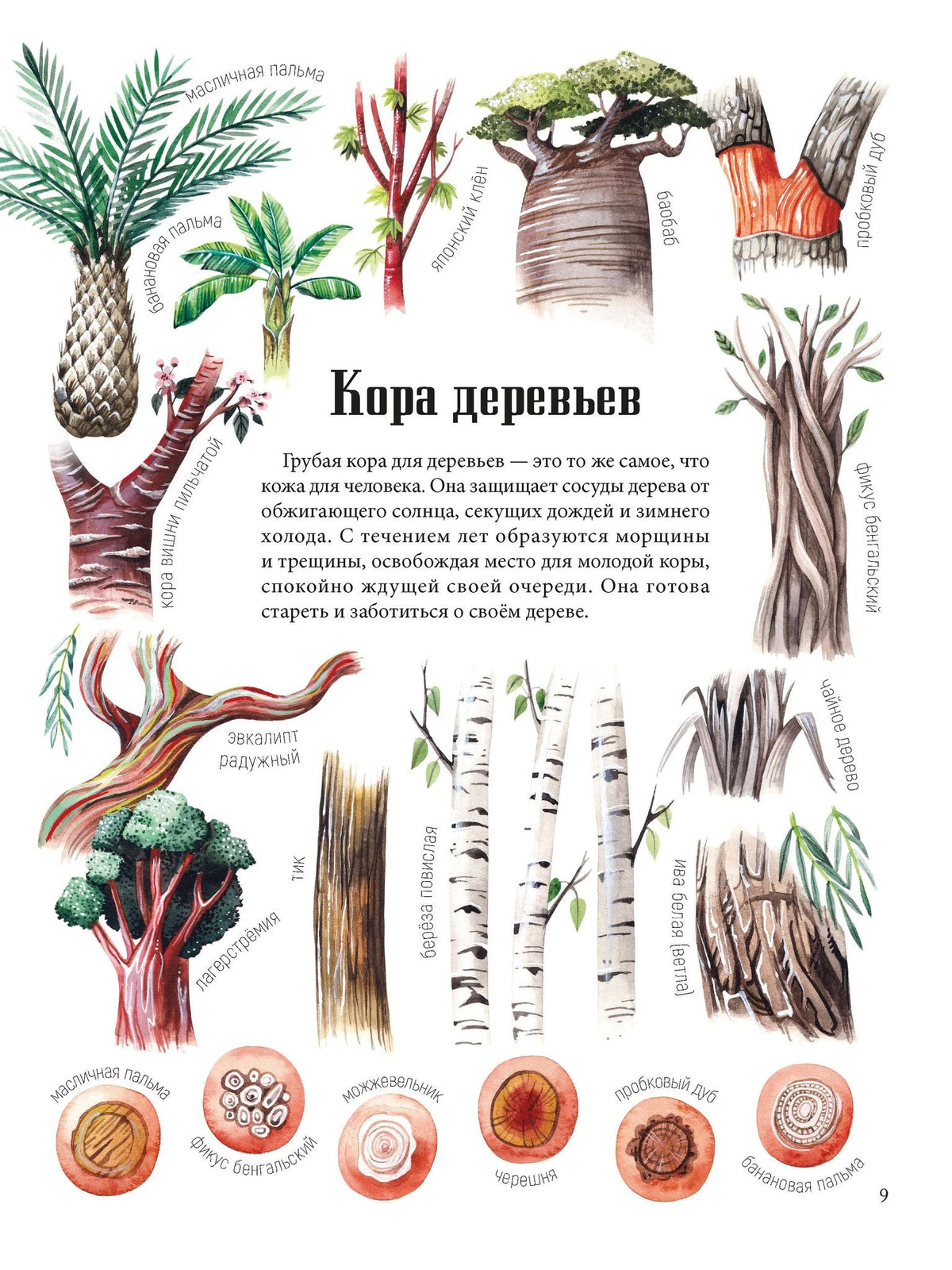 Страница «Кора деревьев» с иллюстрациями разных видов коры и растений