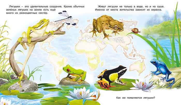 Как появляется лягушка