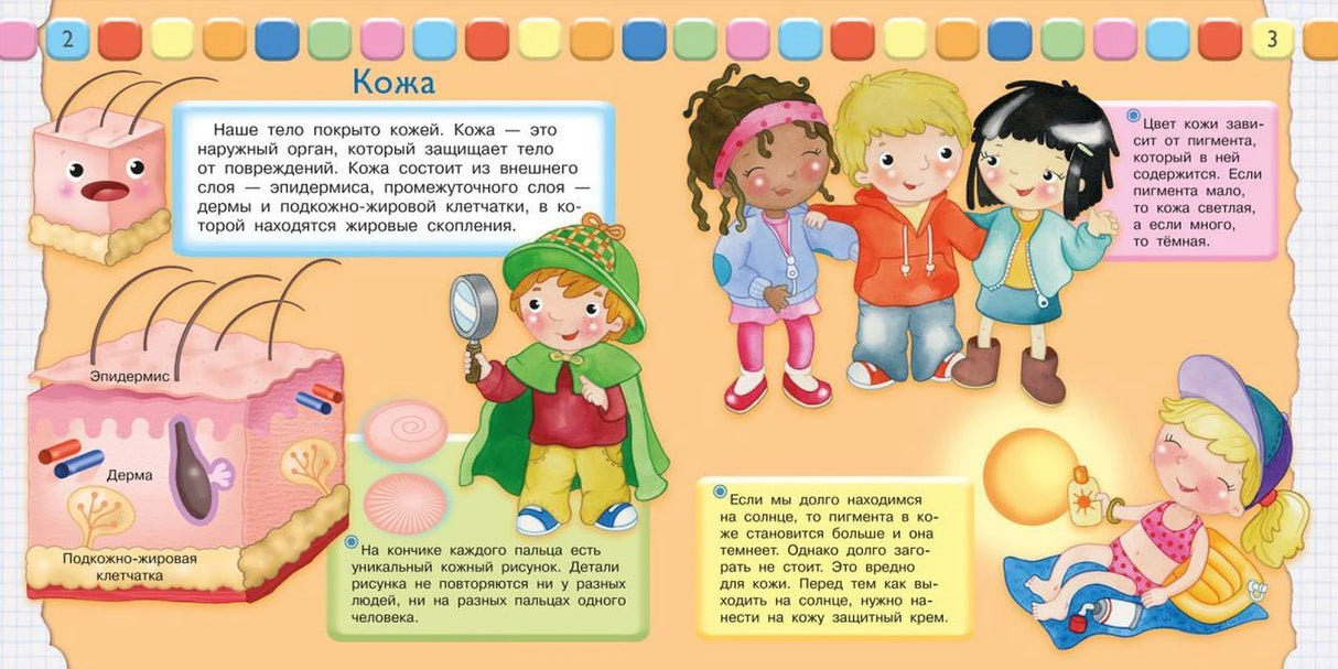Разворот страниц 2–3 «Кожа» с рисунком строения кожи и детьми