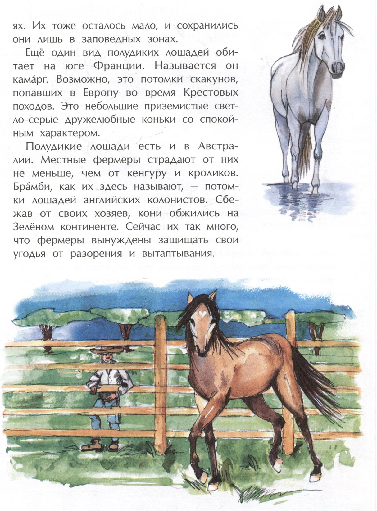 Страница с текстом о полудиких лошадях и акварельными рисунками коней