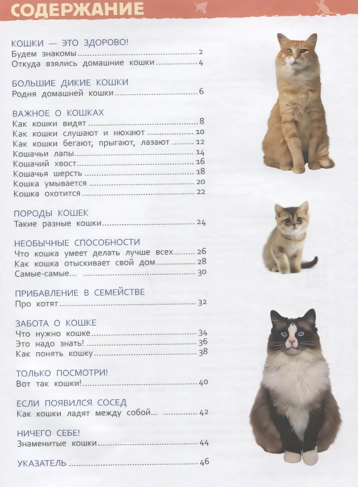 Содержание книги «Кошки и котята»