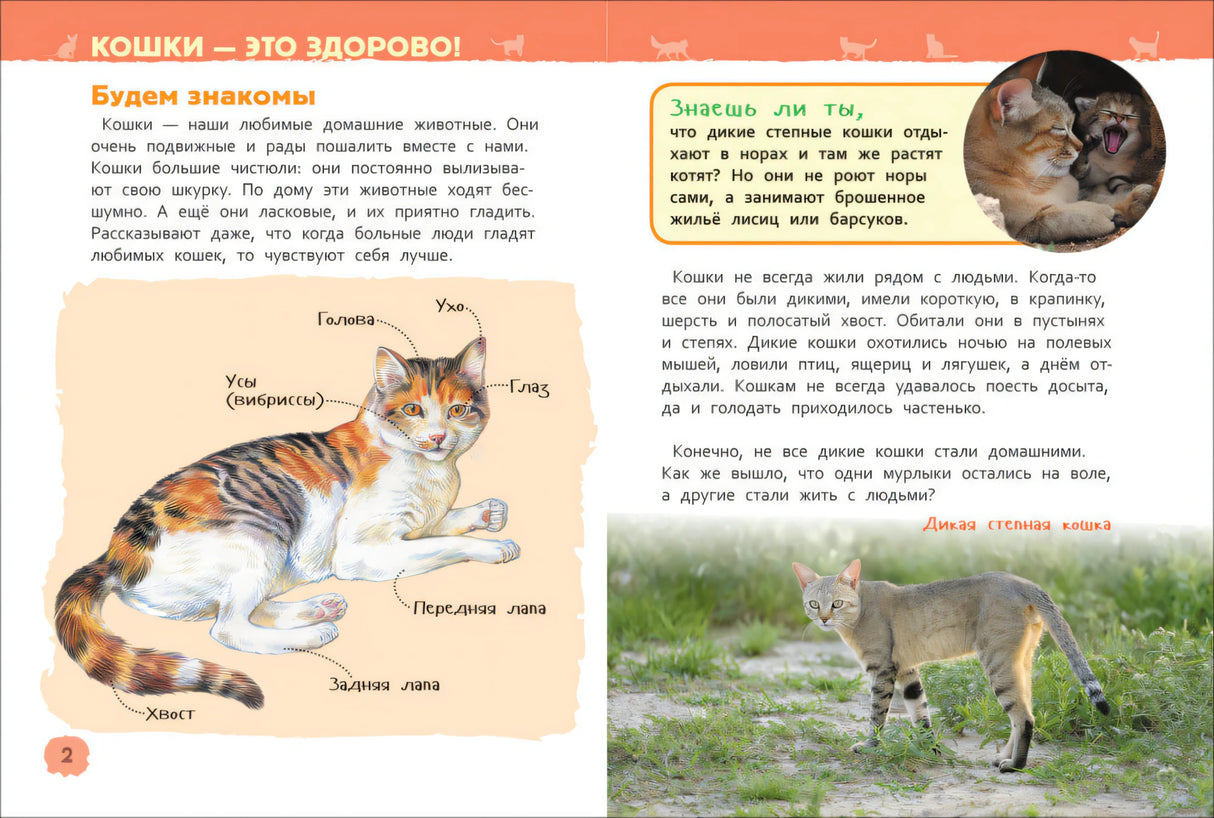 Разворот «Кошки — это здорово»: строение кошки и дикая степная кошка