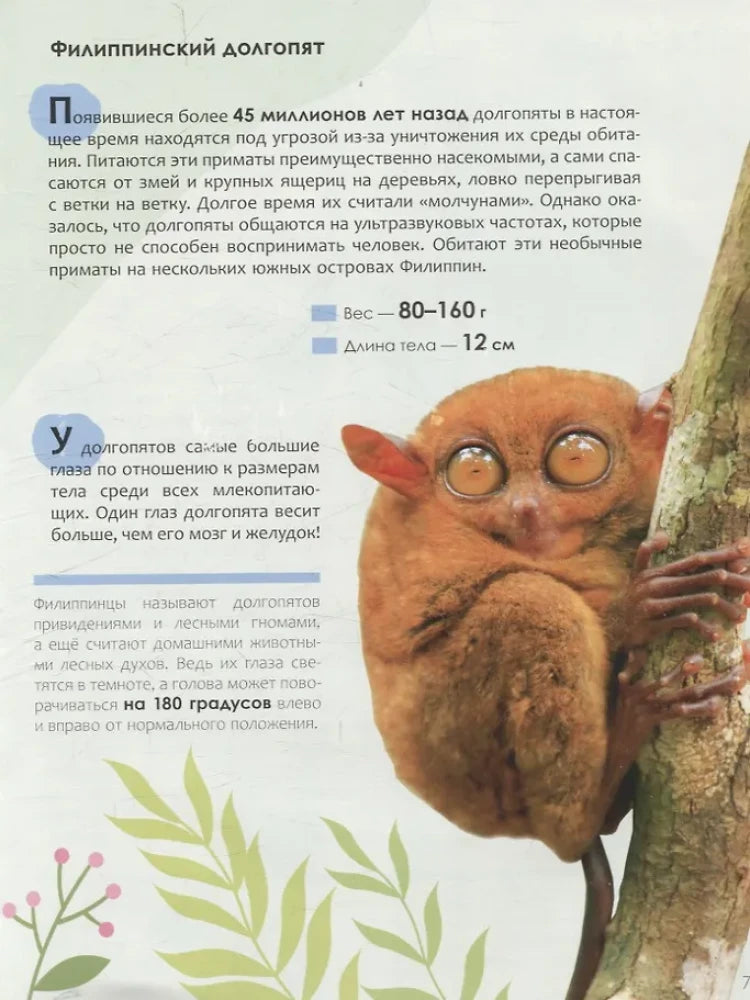 Страница о филиппинском долгопяте с крупной фотографией животного