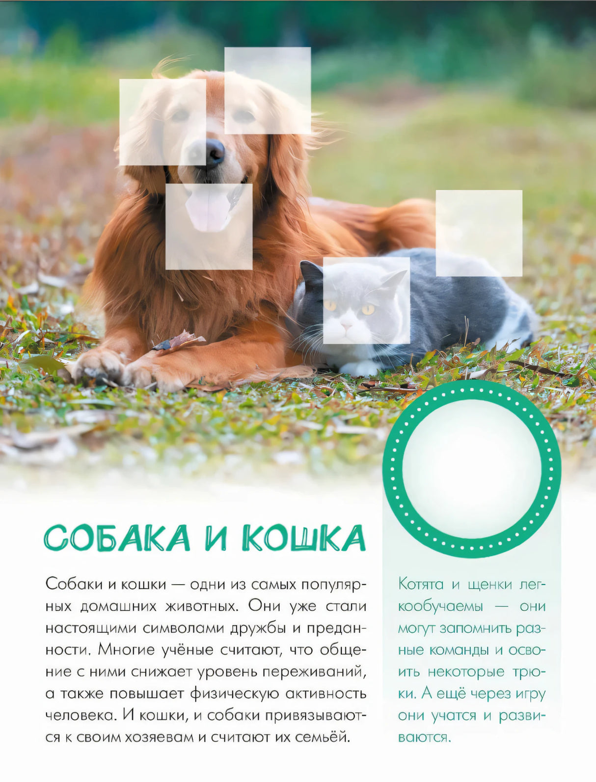 Страница о собаке и кошке с фотографией животных и текстом