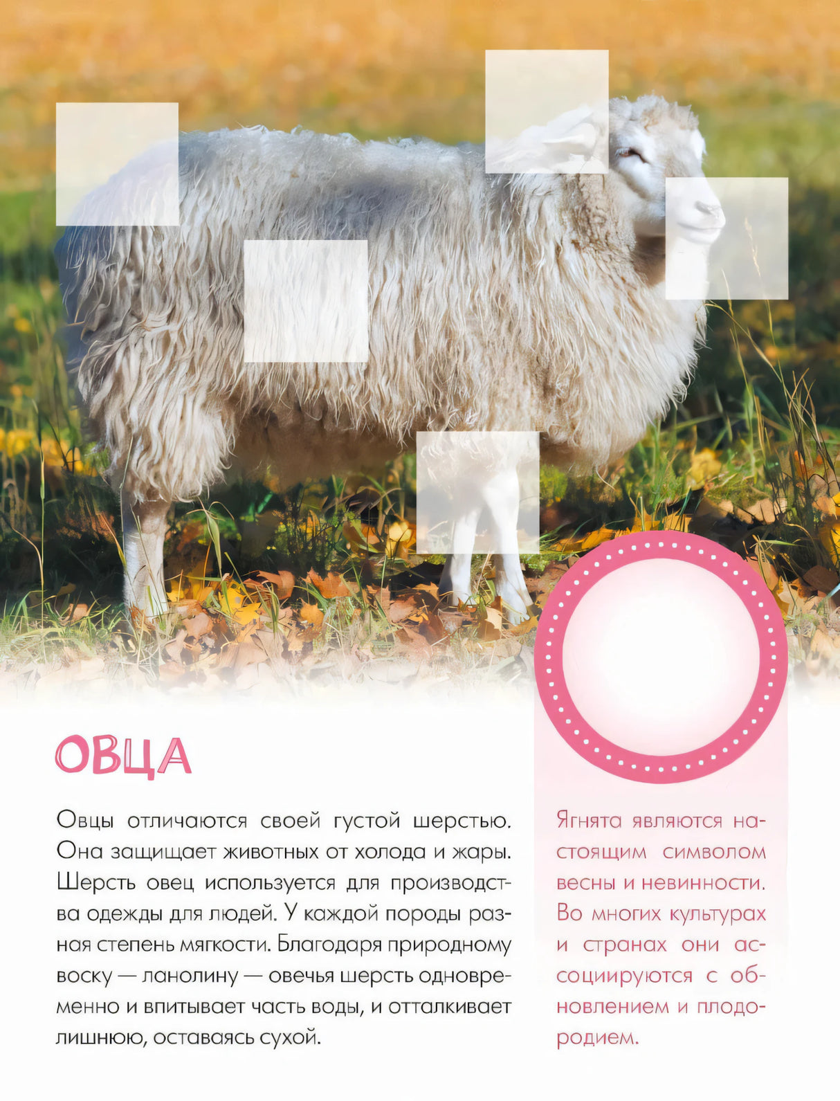 Страница об овце с фотографией, текстом и розовым кругом для наклейки